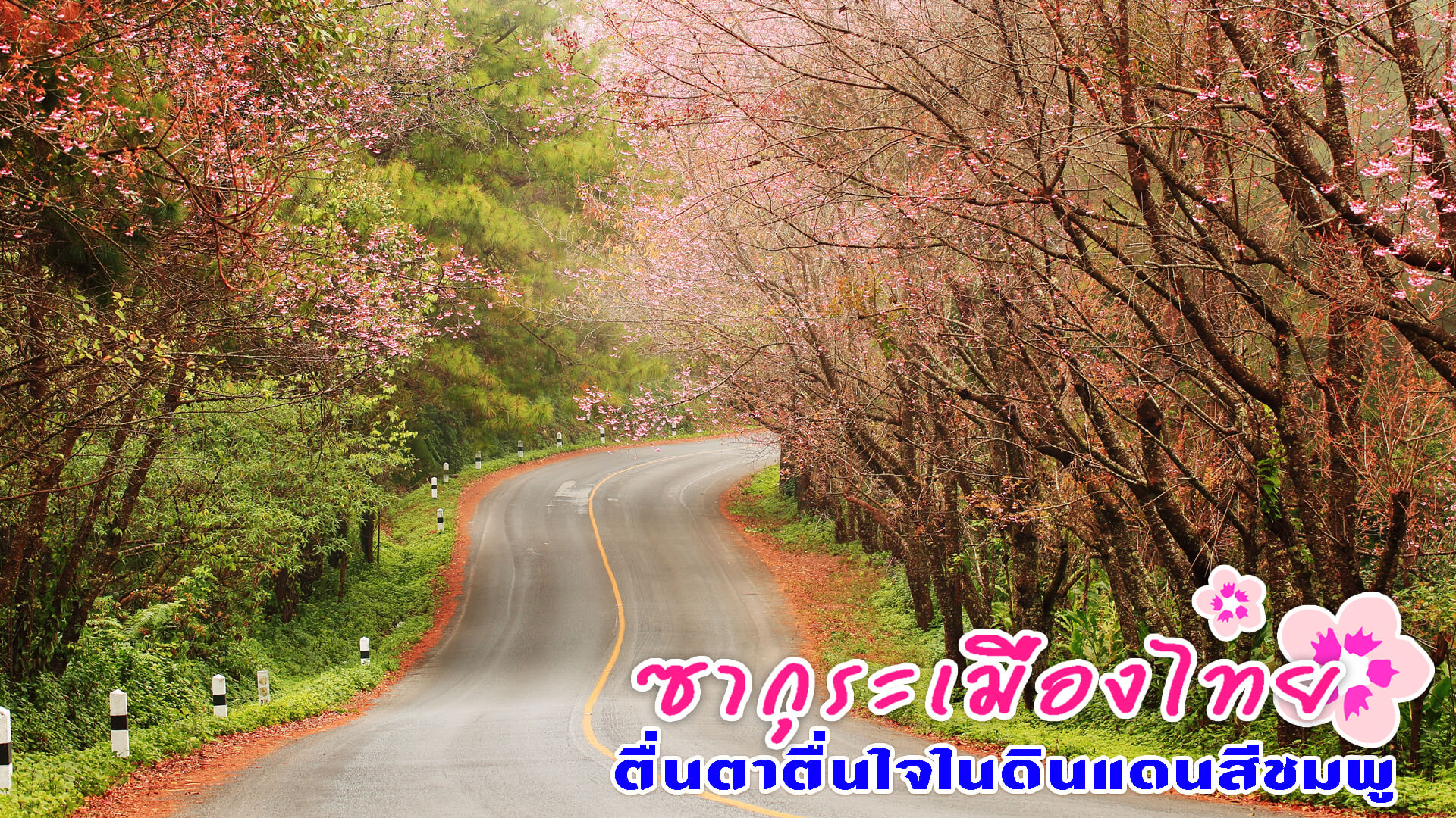 ซากุระเมืองไทย